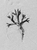 blaaswier (fucus vesiculosus) 9-2014 3952-